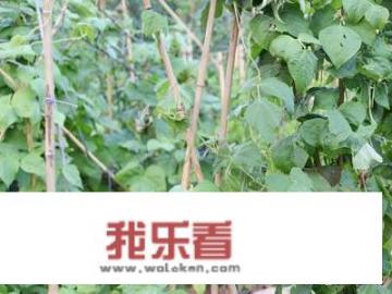 四季豆种植时间和方法