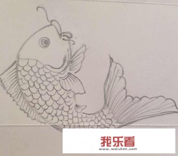 怎样画鲤鱼的简笔画