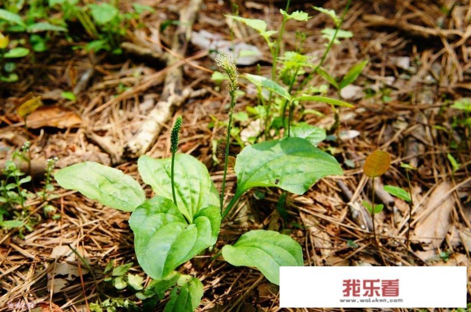 农村路旁常见的车前草，竟然成了宝贝，它究竟有什么作用