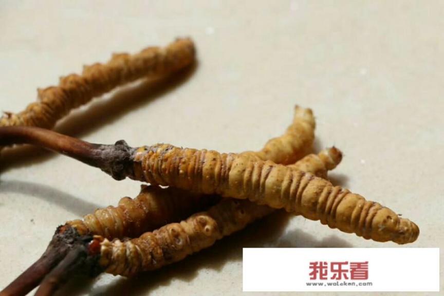 冬虫夏草食用方法是怎样的，怎么吃虫草效果更好