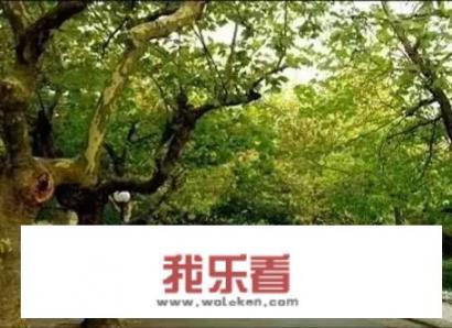 怎么评价《上海女子图鉴》里的那句反复强调的“只有住在梧桐树下才是上海”