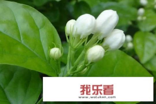 茉莉花的养殖方法