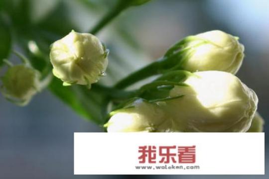 茉莉花的养殖方法