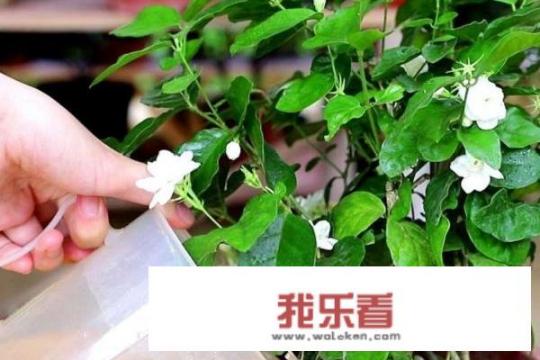 茉莉花的养殖方法