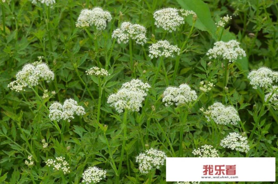 如何科学种植水芹，有哪些好方法