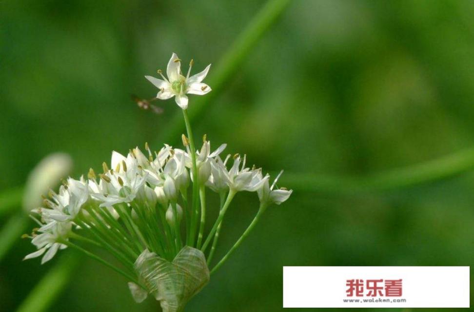 韭菜花能吃吗？韭菜花都有哪些功效和作用