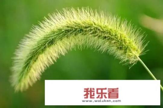 农村里常见的＂狗尾巴＂草，有什么用处