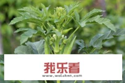 秋葵种植季节是什么时候