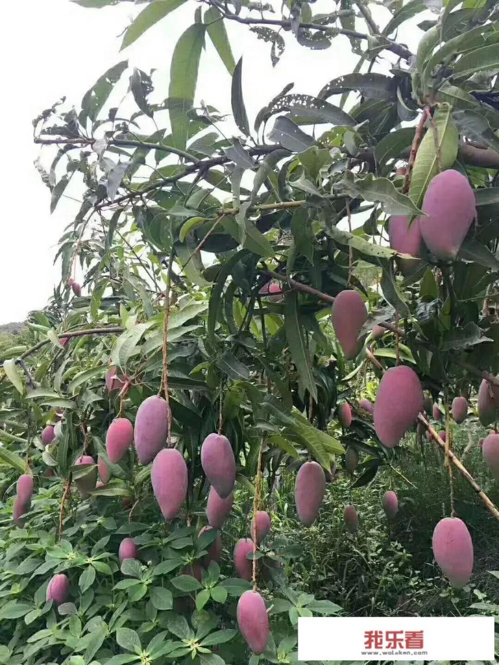 芒果吃多了会怎么样