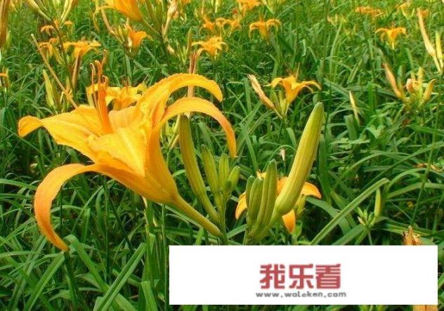 黄花菜的做法有哪些