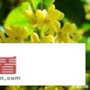 北方家中如何养护桂花？_桂花茶怎么制作视频