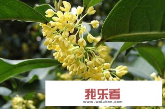 北方家中如何养护桂花？_桂花茶怎么制作视频