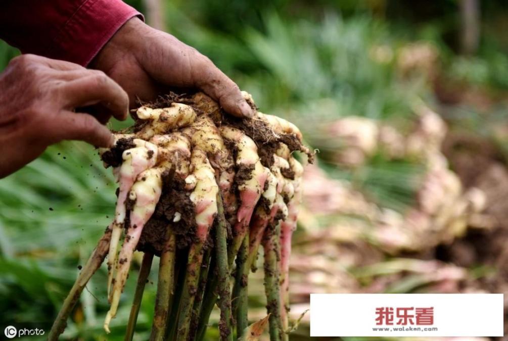 咳嗽老不好，中医师建议：多喝3种止咳水，咳嗽再猛也能好，指的是哪3种？_治咳嗽最好的偏方