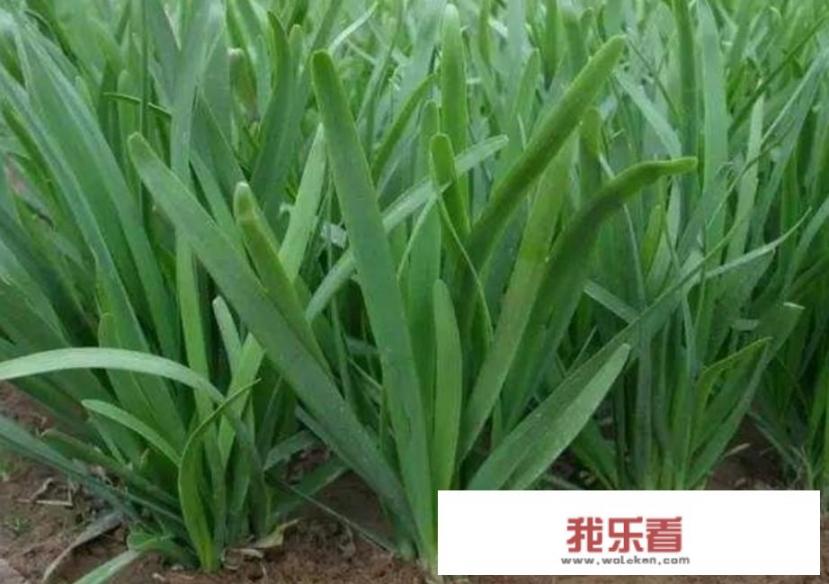 淡菜怎么做好吃？_淡菜多少钱一斤