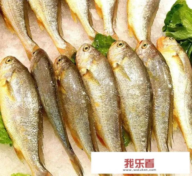 哪些鱼可以做饺子馅？_鱼肉水饺用什么鱼