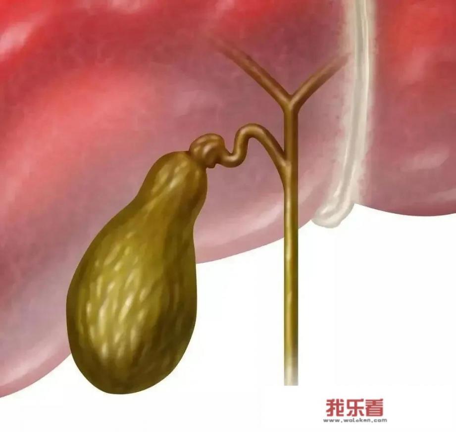 胆囊壁粗糙吃消石利胆片可以不？_鸡骨草胶囊说明书