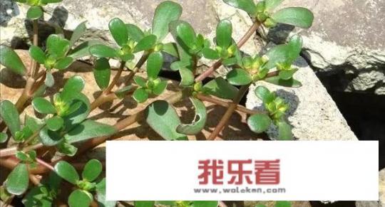 农村野菜马齿苋到底是什么东西？它到底都有哪些不一样的功效？_香芹图片