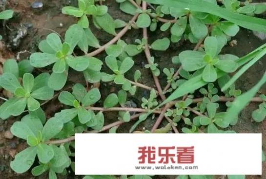 农村野菜马齿苋到底是什么东西？它到底都有哪些不一样的功效？_香芹图片