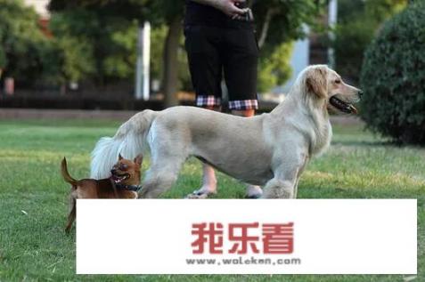 大（巨）型犬和小型犬交配，生出来的是大狗还是小狗？（例如吉娃娃和金毛）？_二代大狗油电混动价格