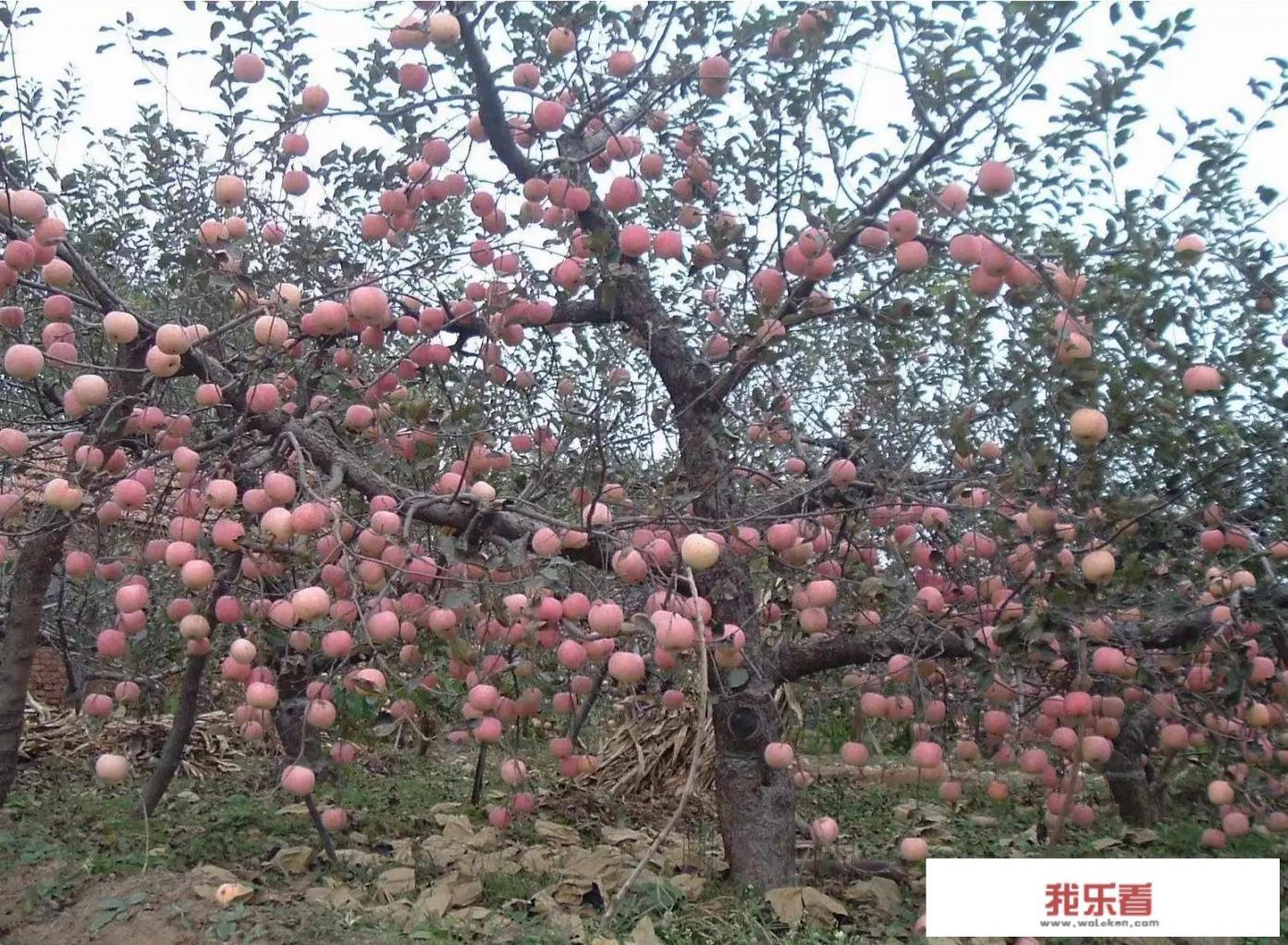 苹果树苗几年结果？_苹果五是几几年出的