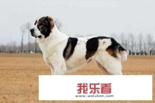 请问这是什么狗？_西班牙神犬电影在线观看