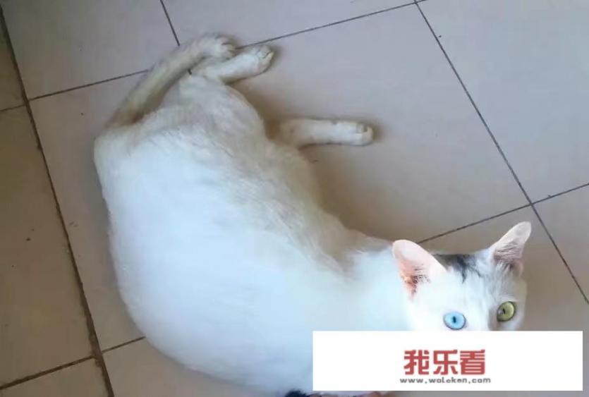 有养猫的人吗？可以晒下自家猫的丑照吗？_高清有码咪咪在线电影