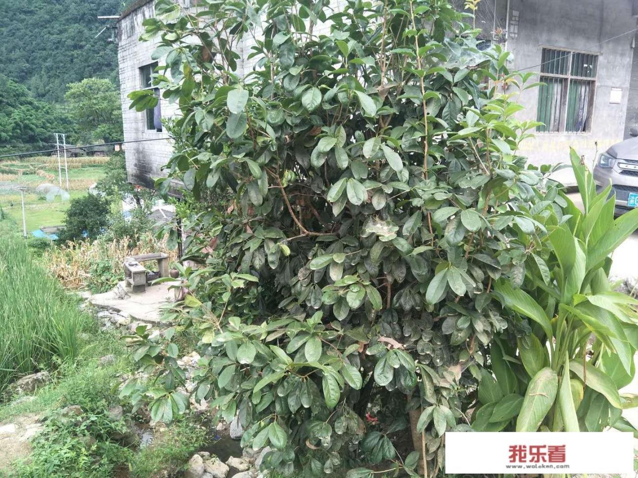 过去农村都抢着种植桂花树，现在农民为何砍了做柴烧