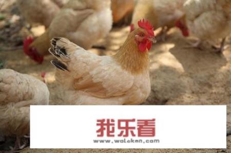 蒸鸡肉怎么做好吃又简单