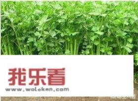 芹菜的功效、作用及禁忌，分别是什么