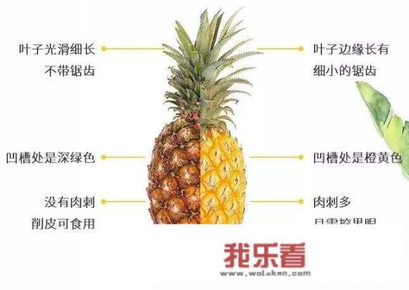 凤梨和菠萝有区别吗，为什么感觉长得一样却叫两个名字