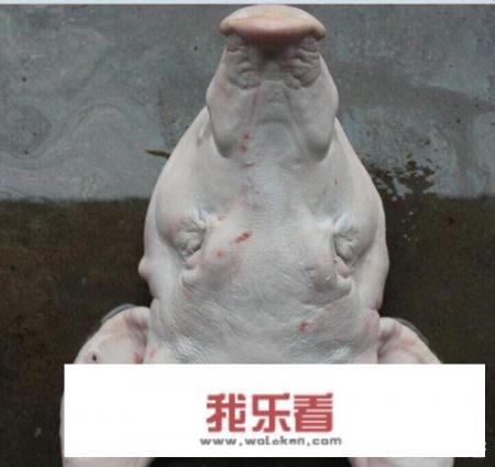 如何卤猪头肉才能不油腻？怎样把猪头肉做到色香味俱全