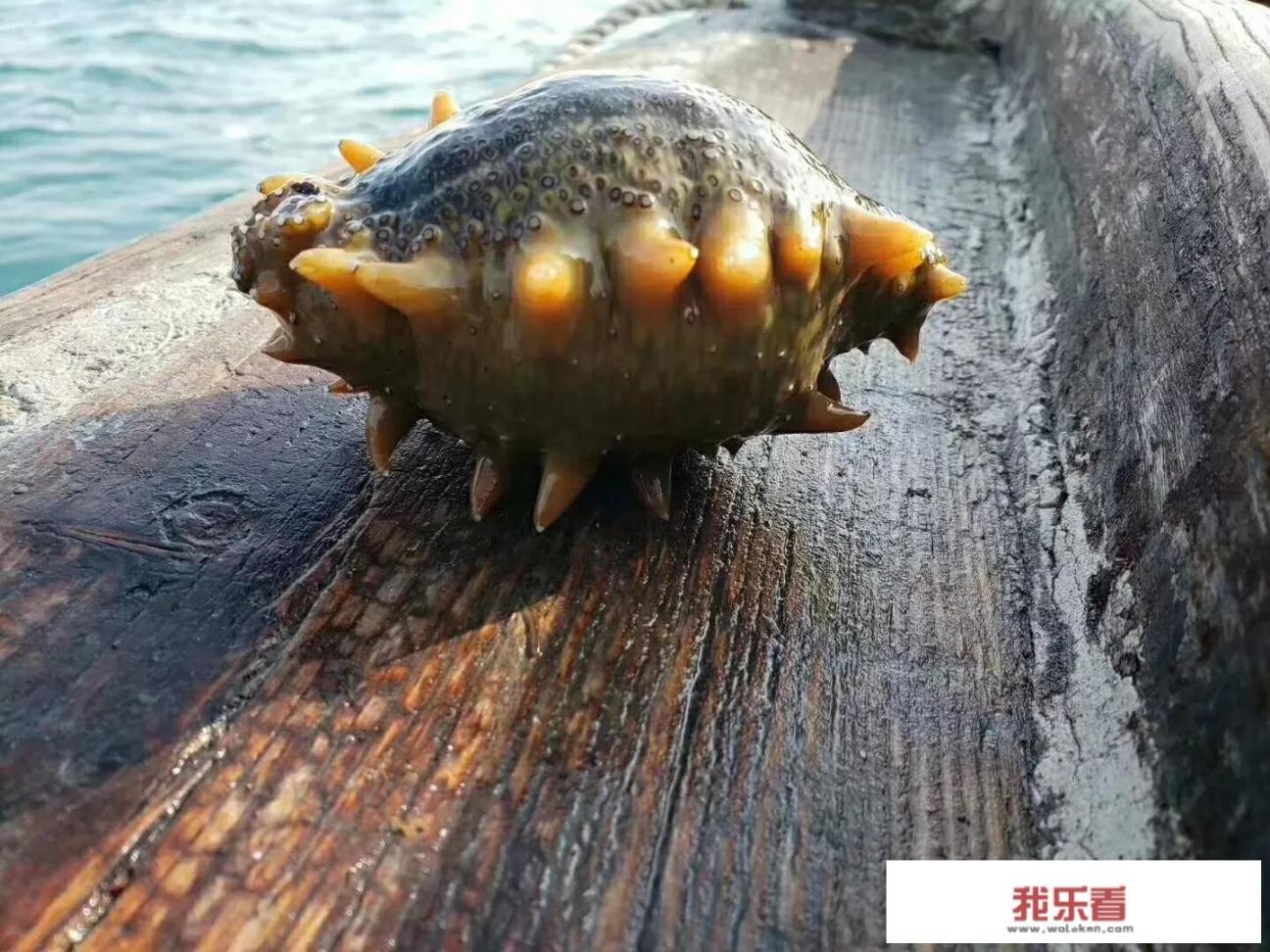 熟海参怎么吃