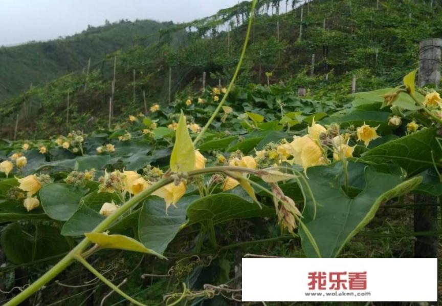 清热去火的水果有哪些呢？苹果有去火的效果吗