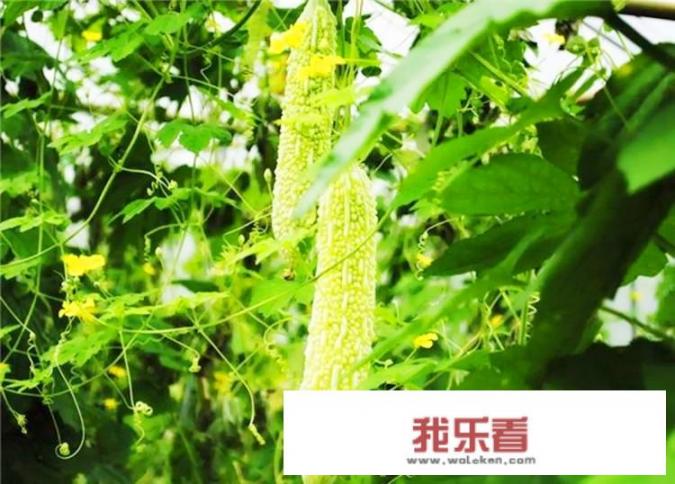 夏季靓汤推荐