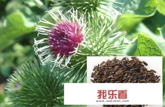 有一种植物叫做“牛蒡子”，农村人经常用来炖肉吃，据说可以补身体，是真的吗