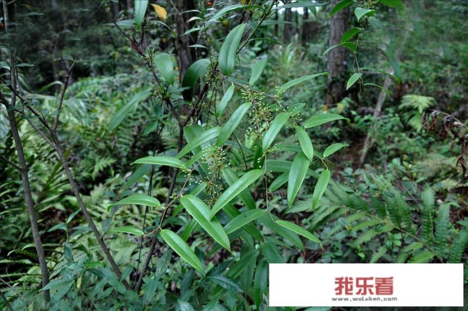 农村里这种藤蔓植物叫什么？好像可以挖它的根块做药材