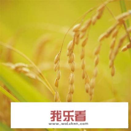 如何评价日本电影《小森林夏秋》