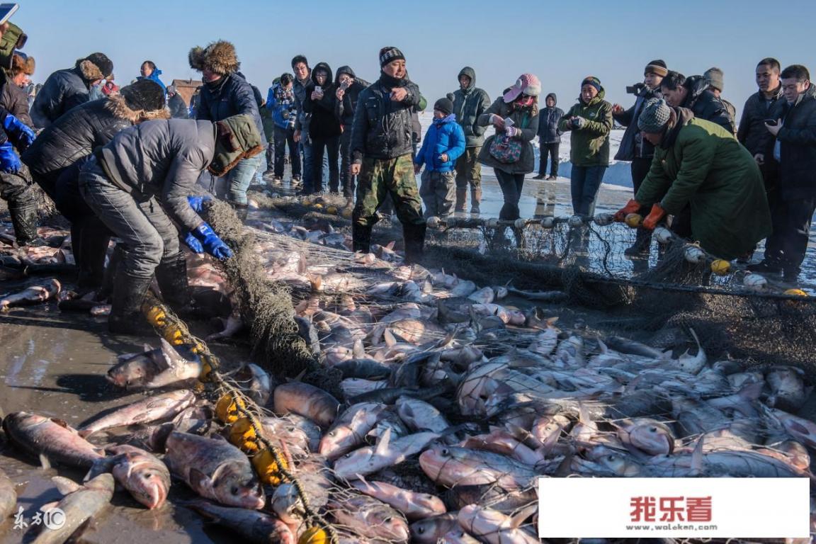 #查干湖冬捕#吉林查干湖冬捕鱼多少钱一斤