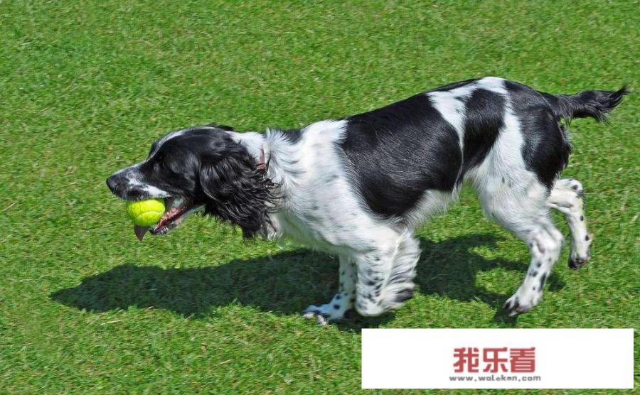 史宾格犬智商为什么没排行？