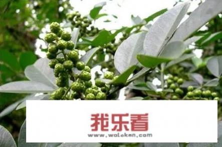 花椒油和藤椒油,有什么区别？