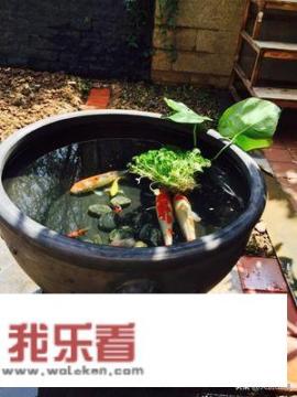 一口水缸适合养什么鱼呢？