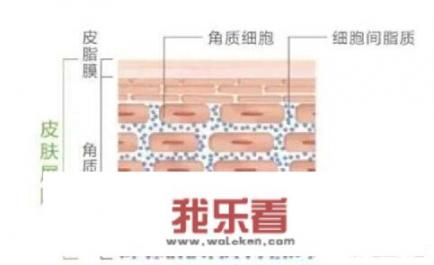 茶油怎么晒黑？