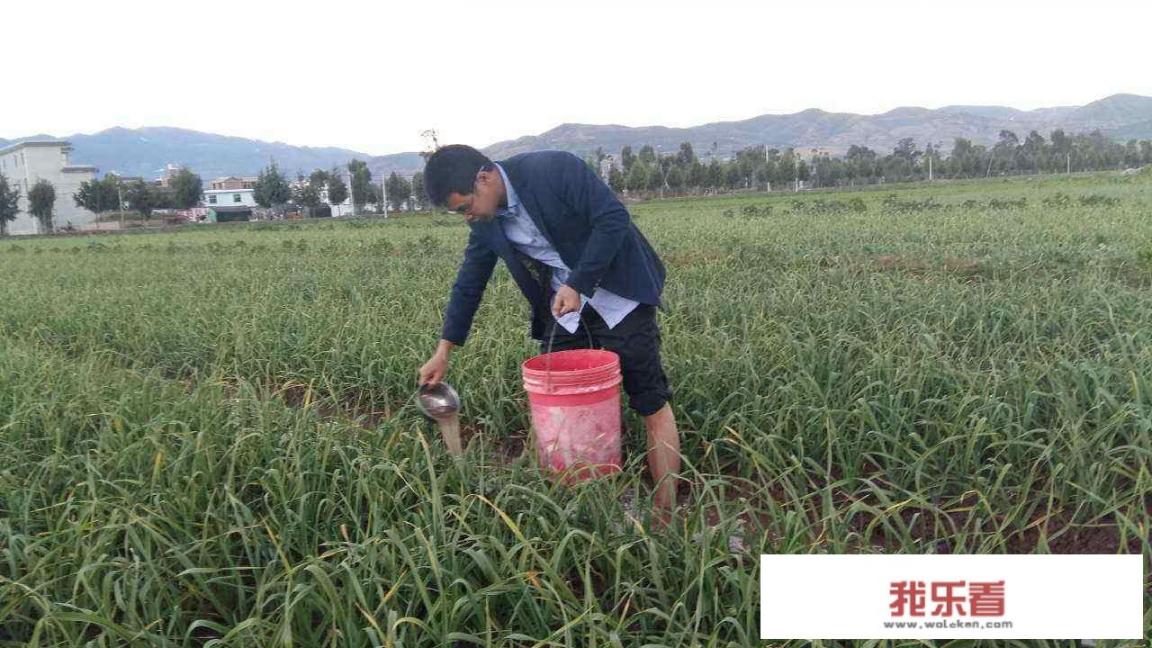 蔬菜种植，种植大蒜的细节，怎样才能做好？