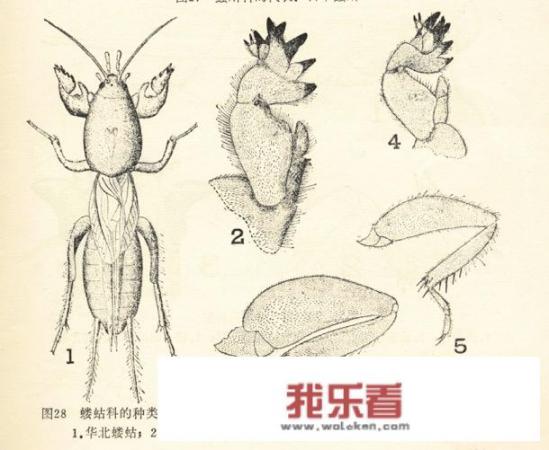 蝼蛄有什么药用价值？