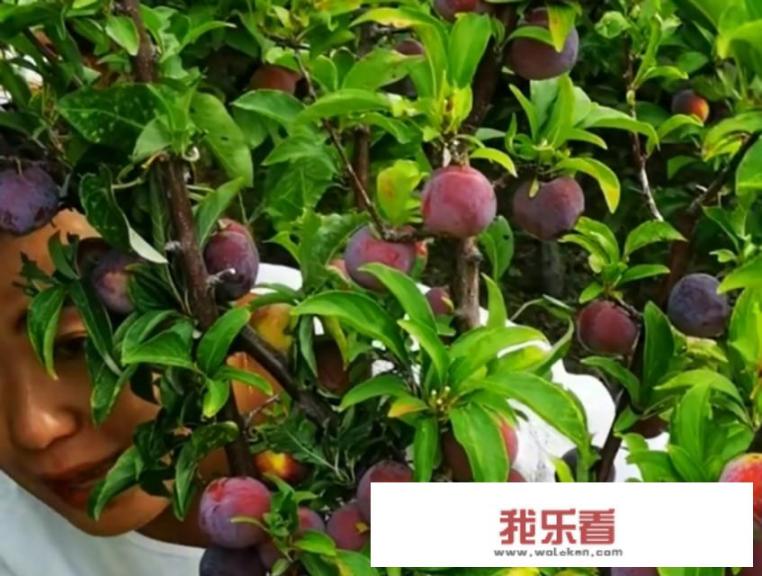 李子树开完花能打药吗？