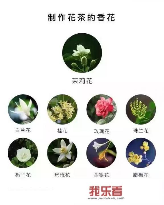 茉莉花茶能不能吃？