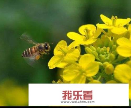 油菜花有什么用途？