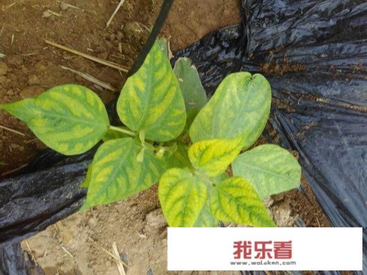 干芸豆的12种家常做法？