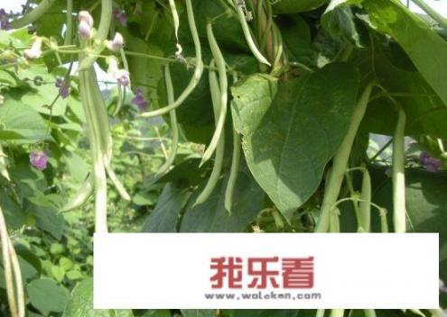 干芸豆的12种家常做法？