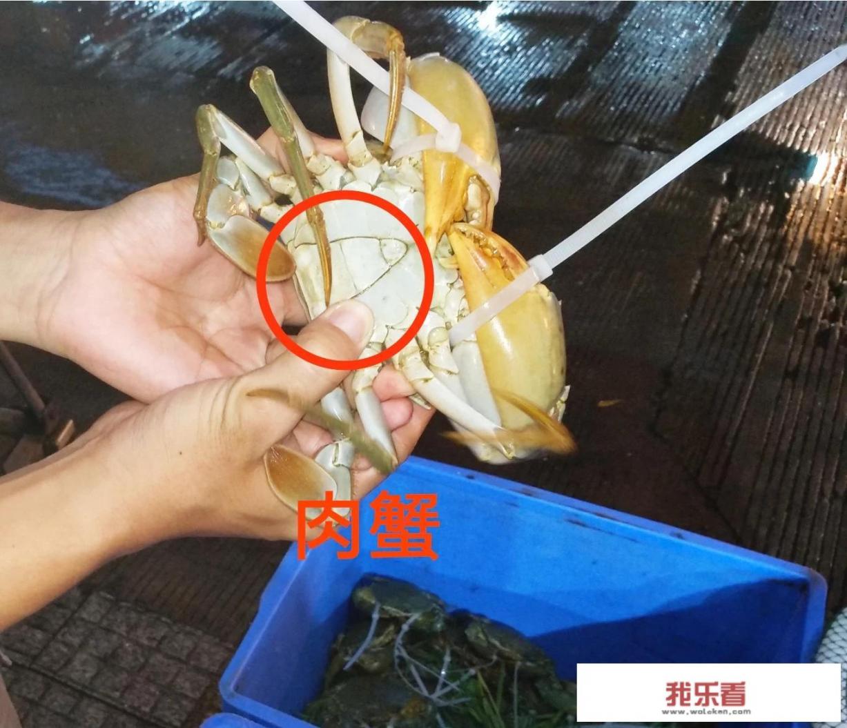 顶级黄油蟹是按斤卖还是一只卖？